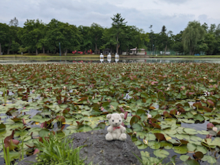 名寄公園池