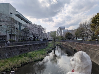 桜並木