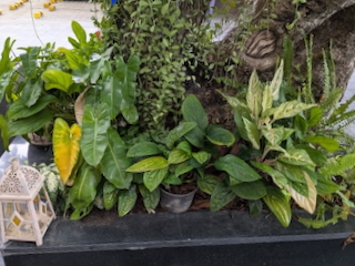 観葉植物